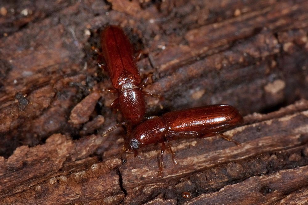 Corticeus unicolor